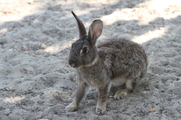 Wild rabbit in the middle of the sand in search of food — Stock Photo, Image