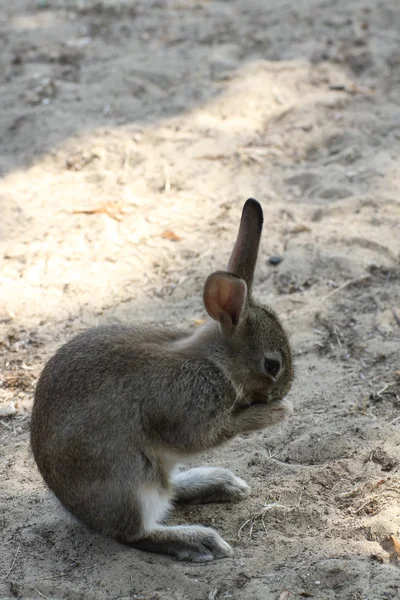 Conejo salvaje con orejas largas mientras limpias el hocico —  Fotos de Stock