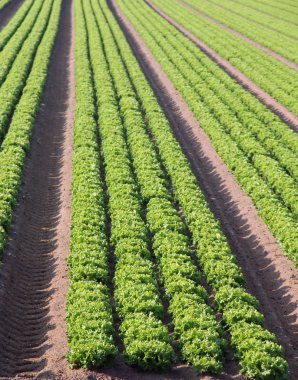 salata sebze ile Kuzey İtalya'nın yoğun yetiştirme