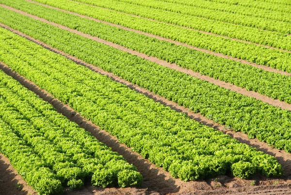 Salade veld op een boerderij in Italië in de zomer — Stockfoto