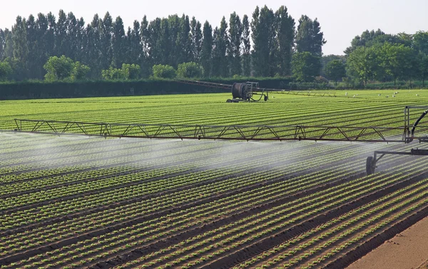 Automatische irrigatiesysteem voor een veld van groene salade — Stockfoto