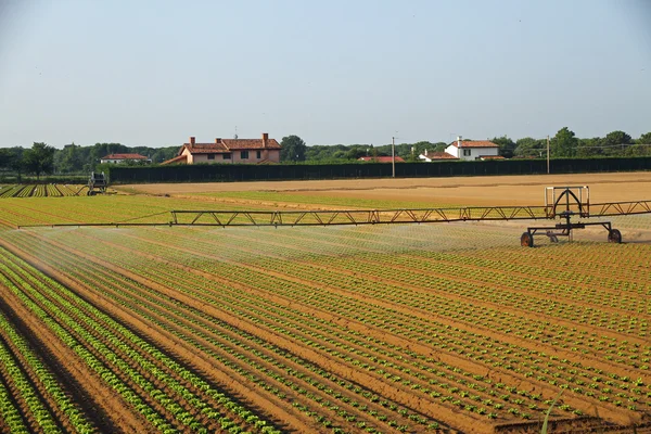 Automatische irrigatiesysteem voor een veld van groene salade bereid — Stockfoto