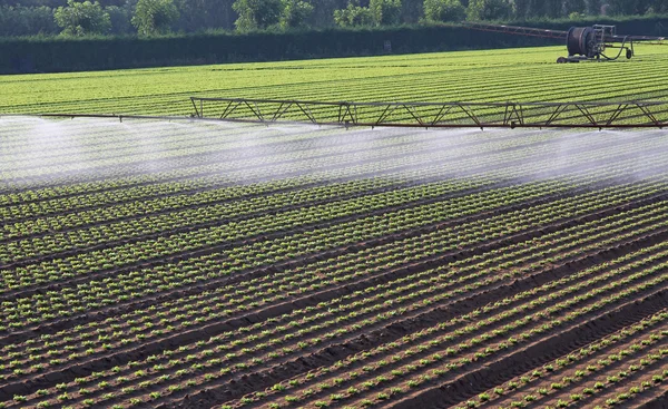 Automatisches Bewässerungssystem für ein Feld mit frischem Salat — Stockfoto