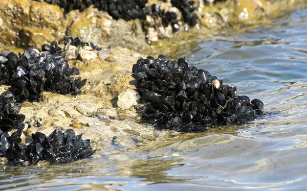 Coquilles de moules sur les rochers au bord de la mer — Photo