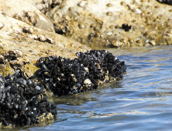 Coquilles de moules sur les rochers au bord de la mer — Photo