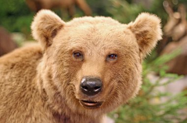 face of a brown bear in the middle of the forests clipart