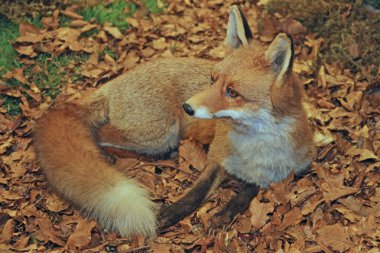 numune yaprakların yatan istirahat ederken Fox