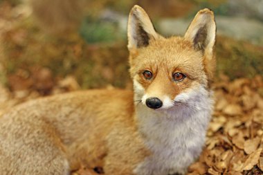 Fox yalan istirahat ederken genç numune
