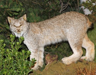 mountain Lynx with look of defiance in the Woods clipart
