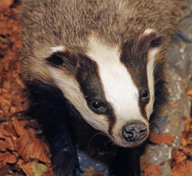 young Badger in the middle of the forest clipart