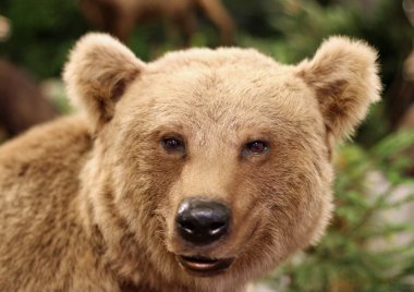 cute face of a brown bear in the middle of the forests clipart