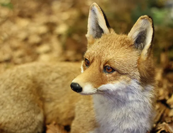 Young specimen of Fox while resting lying in the middle of the l — Stock Photo, Image