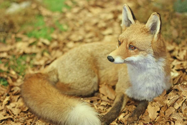 Espécimen de Fox mientras descansa acostado en medio de las hojas —  Fotos de Stock