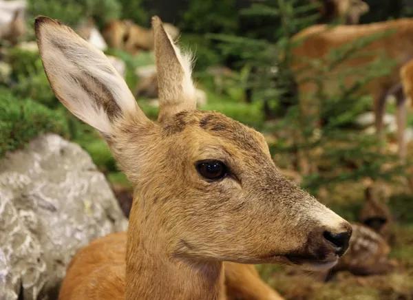 Small baby deer fallow deer wild animals of the forest — Stock Photo, Image