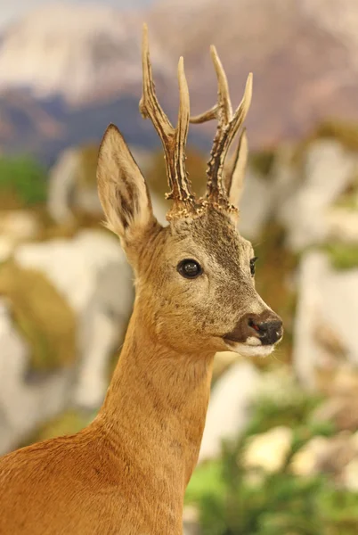 Fallow deer wild animals of the forest in the middle of the Wood — Stock Photo, Image