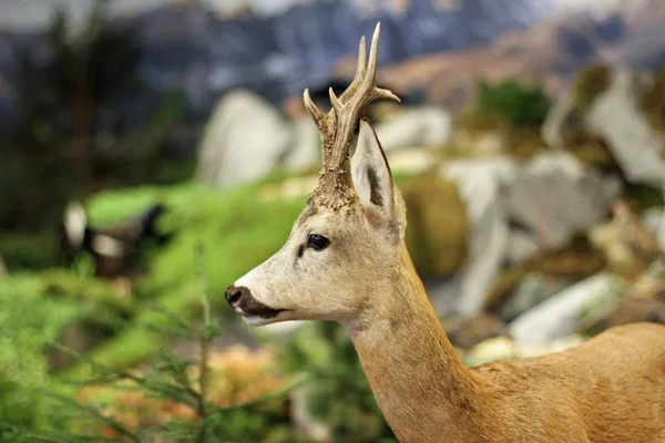 Cervos de pousio animais selvagens da floresta no meio da floresta — Fotografia de Stock