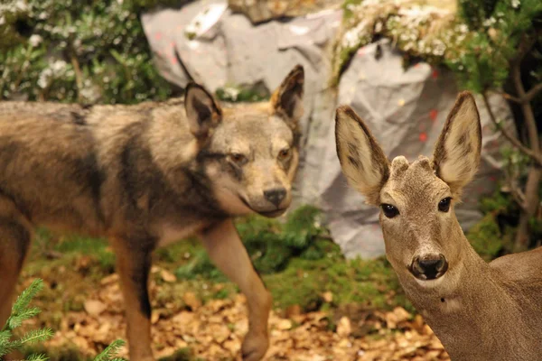 Cervo in pericolo mortale con il lupo dietro di lui sta per mordere — Foto Stock