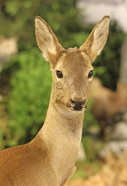 Fallow deer wild animals of the forest in the middle of the Wood — Stock Photo, Image