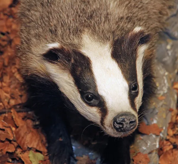 Giovane tasso in mezzo alla foresta — Foto Stock