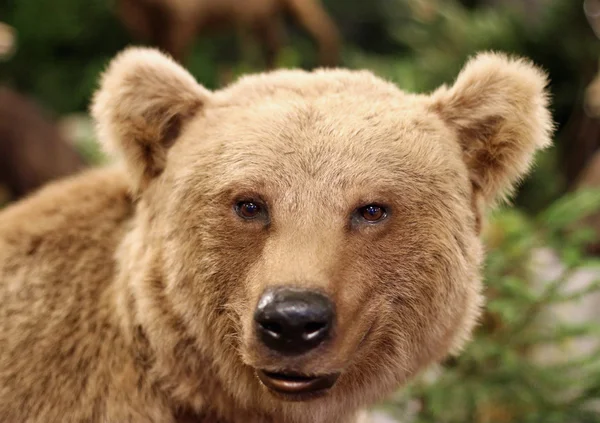 Cute twarz niedźwiedzia brunatnego w lasach — Zdjęcie stockowe