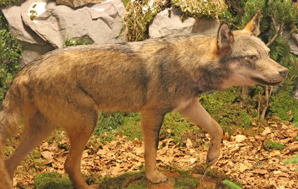 Ferocious and voracious Wolf looking for prey in the middle of t — Stock Photo, Image