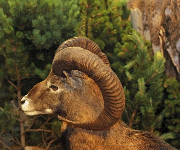 Bozal de un íbice o oveja berberisca con cuernos torcidos — Foto de Stock