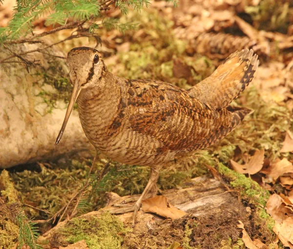 Woodcock pájaro en el medio del bosque — Foto de Stock