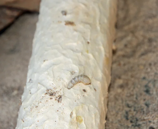 Witte termieten en larven van hout op de kofferbak van een fir tree rui — Stockfoto