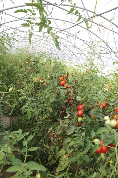 8 クラスター トマトの栽培のための温室 — ストック写真