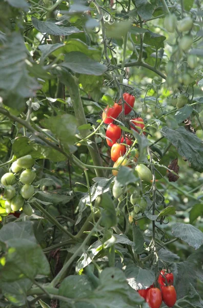 Küme domates 5 ekimi için sera — Stok fotoğraf