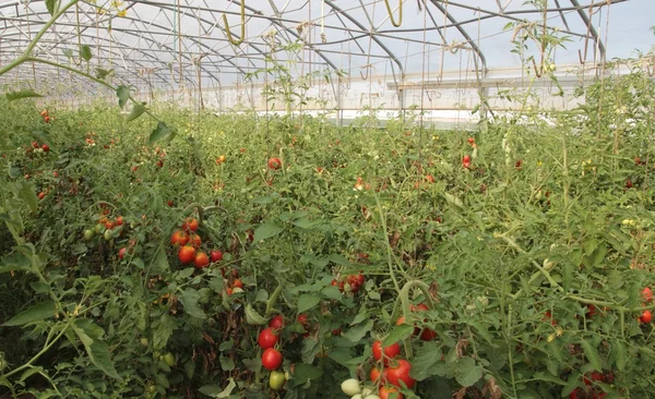 Invernadero para el cultivo de tomates de racimo y cereza a —  Fotos de Stock