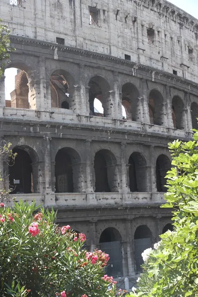 Kemer olean, çiçekli bitkiler arasında heybetli Colosseum — Stok fotoğraf