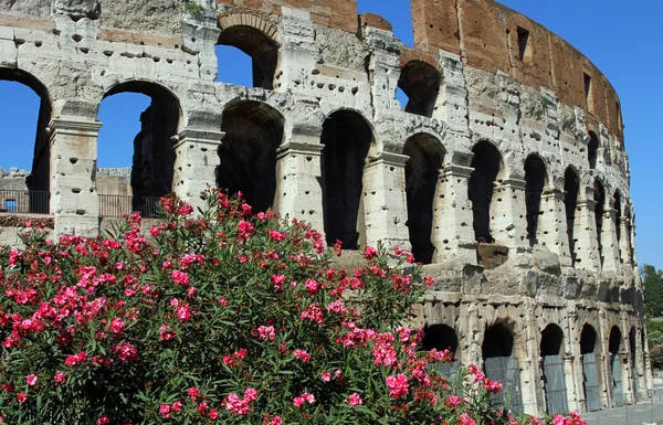 Arches of the Colosseum among flowering plants of Oleander in Ro — Stock Photo, Image