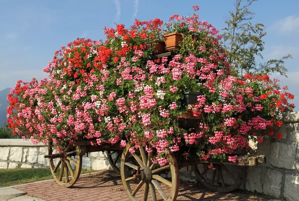 Chariot avec géraniums en fleurs en été — Photo