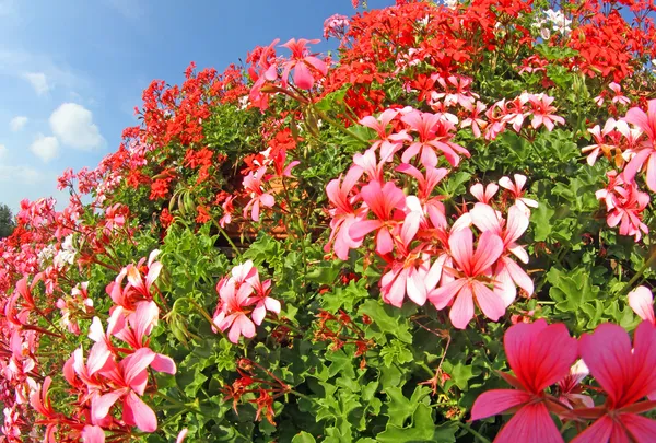 Gerânios vermelhos brancos e coloridos em plena floração — Fotografia de Stock