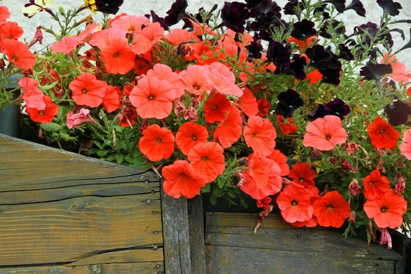 골동품 나무 냄비에 꽃에 빨간색과 검은색 꽃 — 스톡 사진