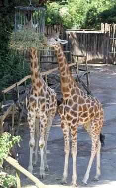 Onlar yemek yerken uzun boyunlu ile iki zürafa