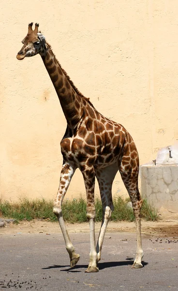 Girafe long cou tout en marchant — Photo