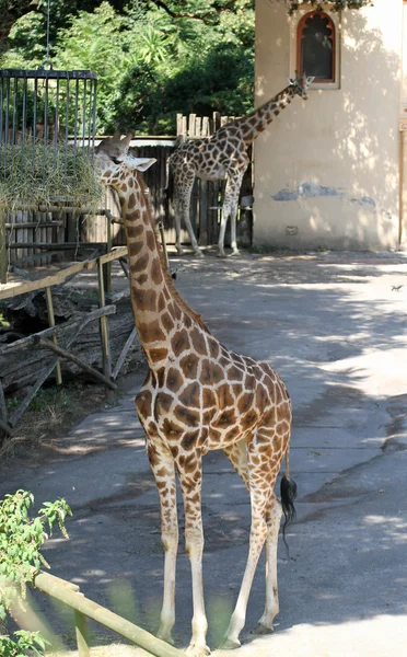 Duas girafas com pescoços longos enquanto comem em um zoológico — Fotografia de Stock