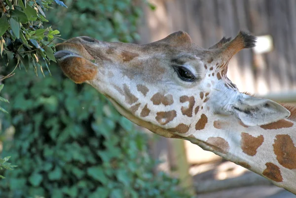 Girafa longo pescoço enquanto comendo as folhas 1 — Fotografia de Stock