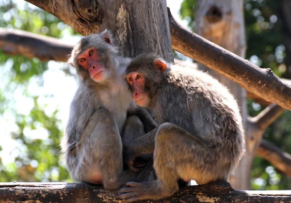 Japonesa macaco madre y hija mirar perdido en vacío — Foto de Stock