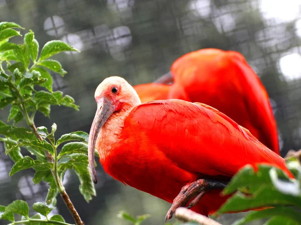 Uccello ibis rosso con piumaggio molto vivido — Foto Stock