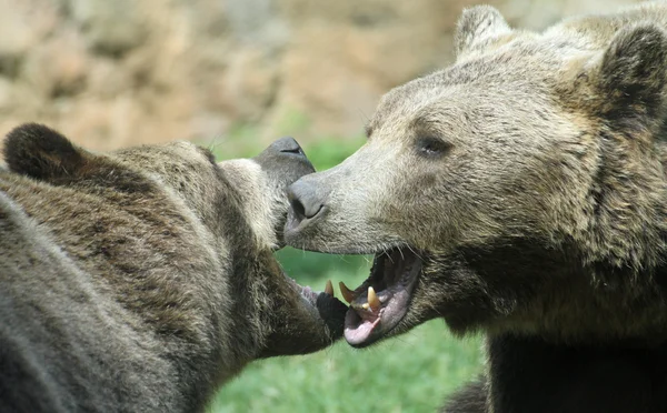Zwei wilde Bären kämpfen mit kräftigen Schüssen und offenen Kiefern b — Stockfoto