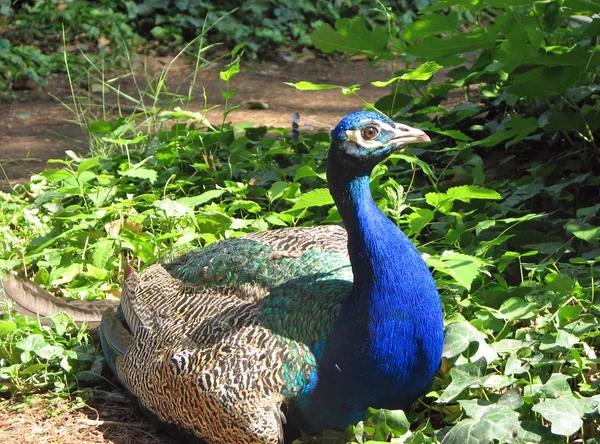 Påfågel med levande blå färg och uppmärksam blick — Stockfoto