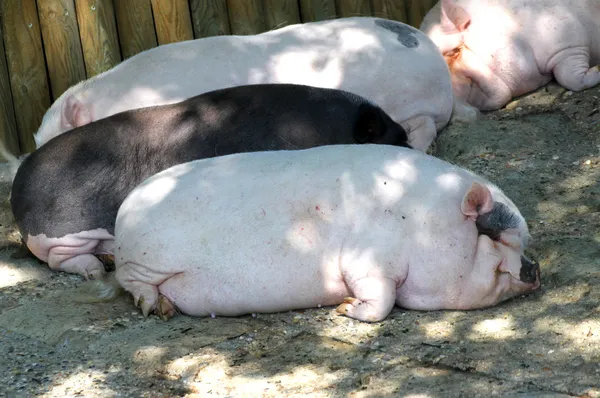 Many heavy pigs lying wearily on the mud — Stock Photo, Image