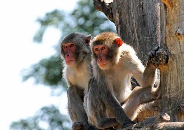 Due macachi giapponesi aggrappati ad un ramo d'albero — Foto Stock