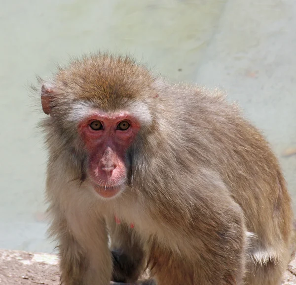 Mirada profunda y significativa de un mono macaco — Foto de Stock