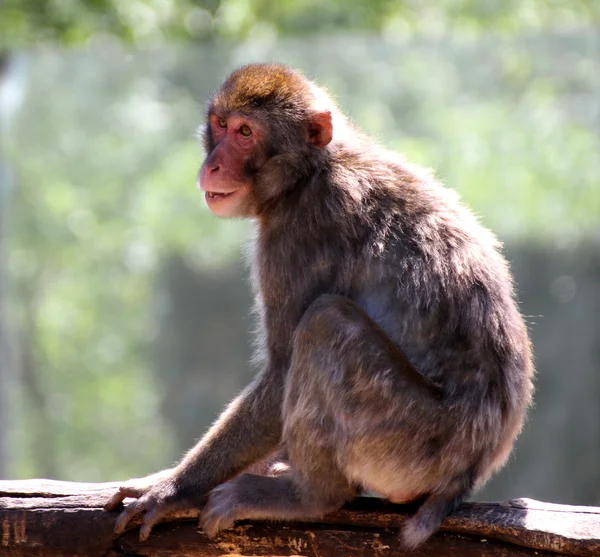 Macaco japonés aferrado a la rama de un árbol en la sabana — Foto de Stock