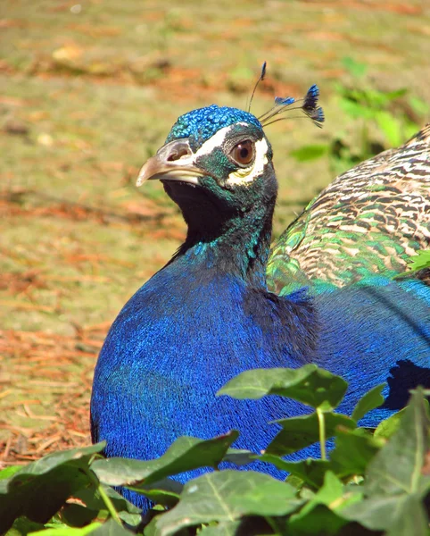 Pavo real con un color azul fuerte y mirada atenta — Foto de Stock