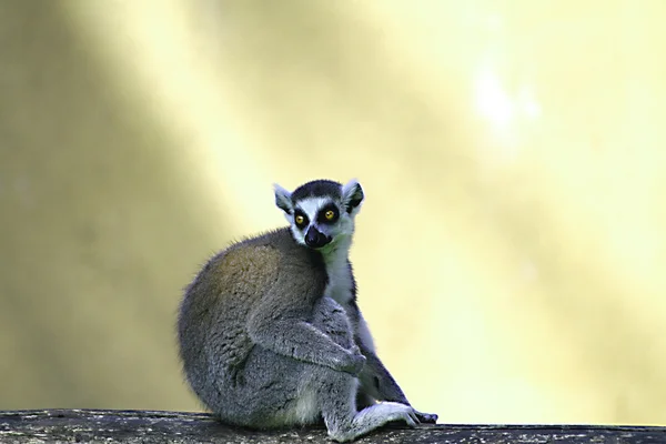 Lemur bakan gözler ve çok parlak — Stok fotoğraf